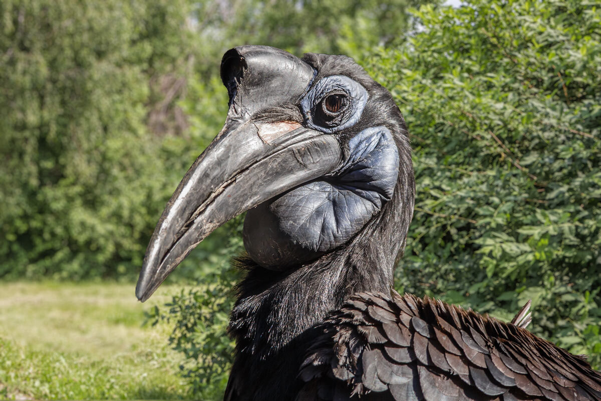 Рогатый ворон - SanSan 