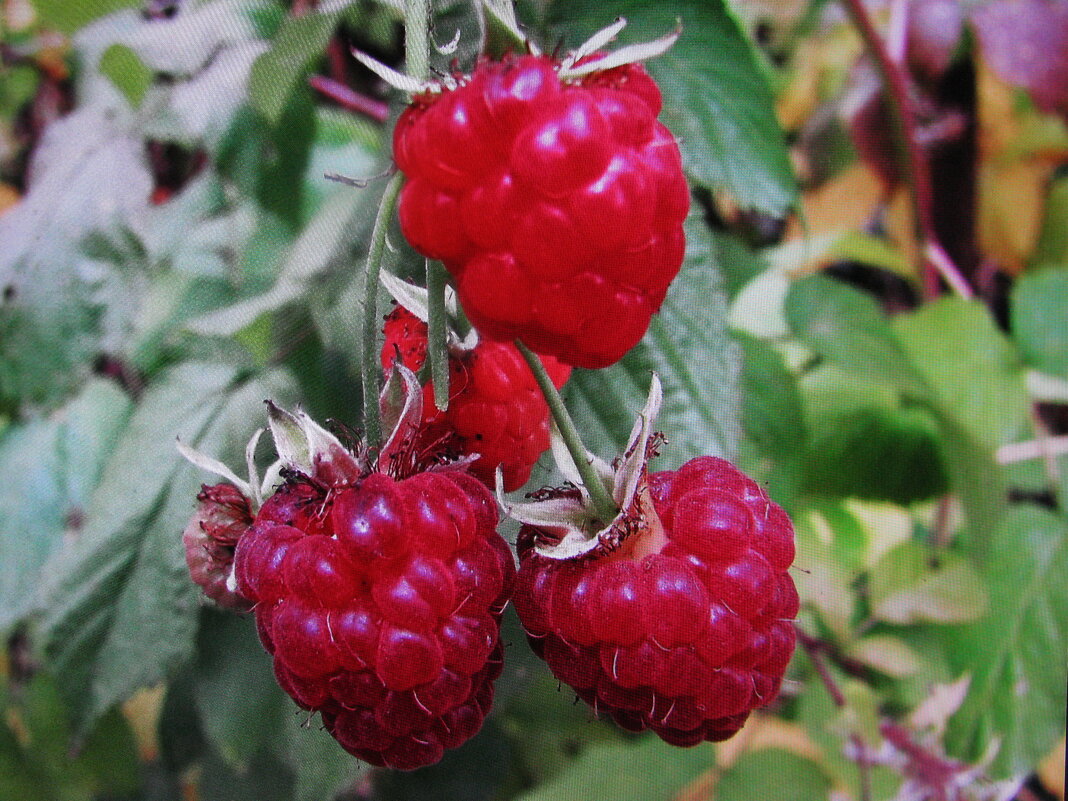 Ремонтантная малинка ещё радует - Людмила Смородинская