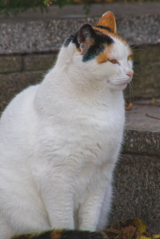 Котэ - Giant Tao /