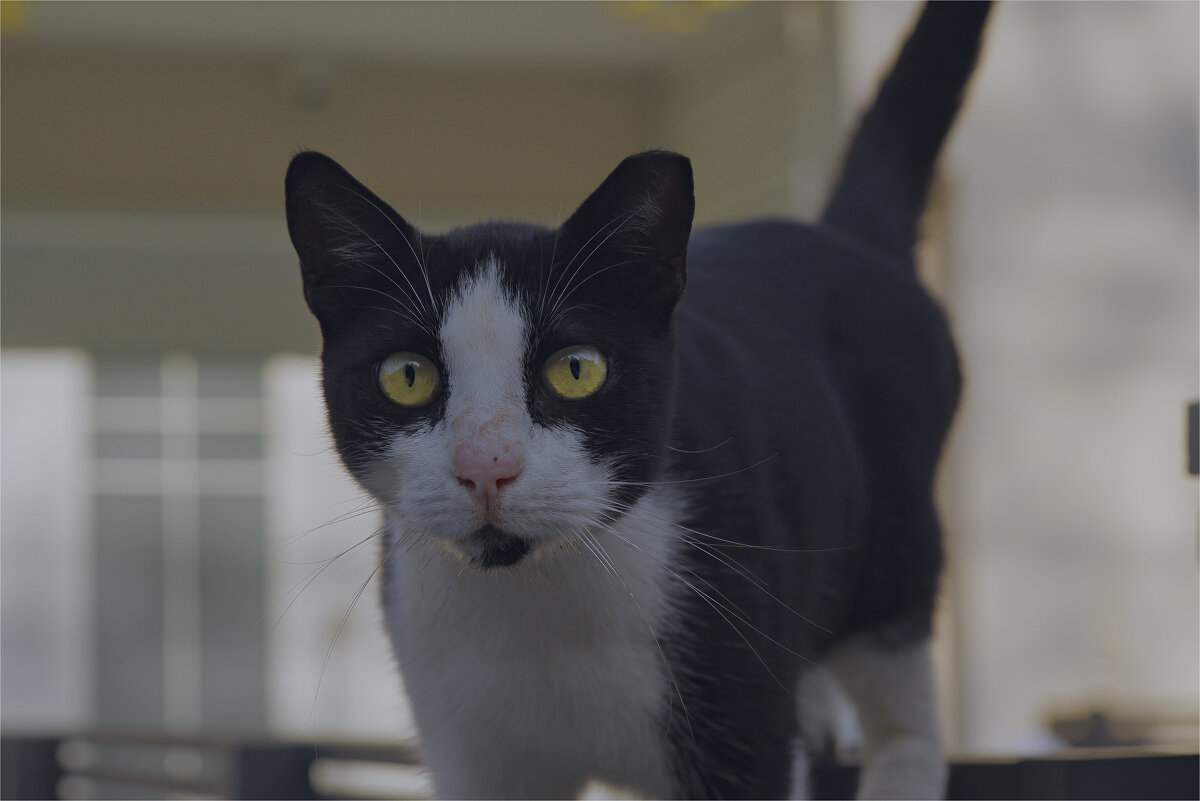 Хайфа 2025г Я  ВСТРЕТИЛ  КОШЕЧКУ - ujgcvbif 