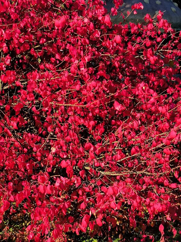 Прощальная красота осени. - Ольга Прощальная красота осени. - Ольга