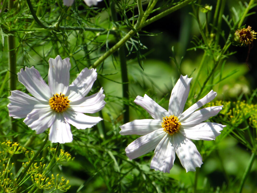 Космеи. - nadyasilyuk Вознюк