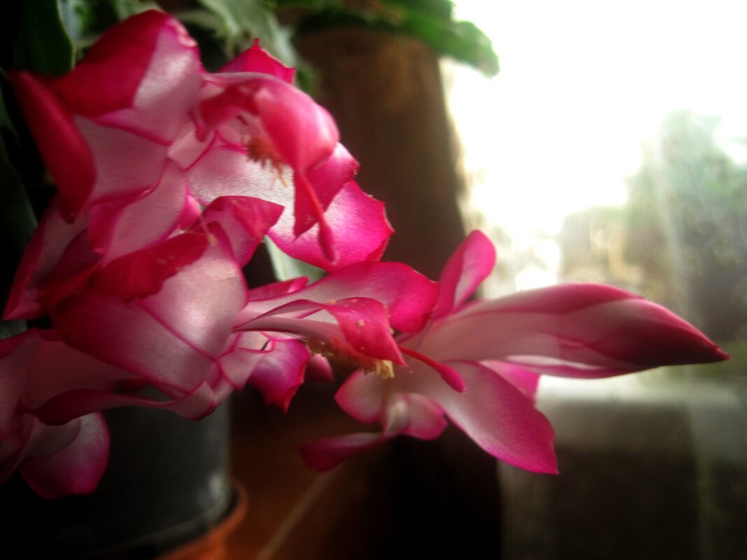 Декабрист - Елена Семигина