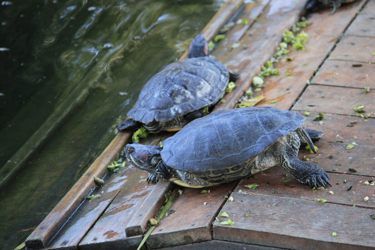 Черепашки ) - Любовь 