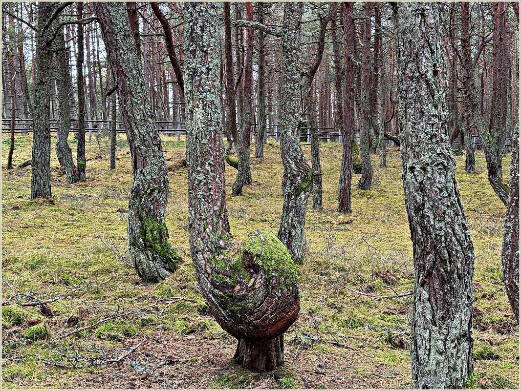 Сосны Танцуюш=щего леса. - Валерия Комова Сосны Танцуюш=щего леса. - Валерия Комова