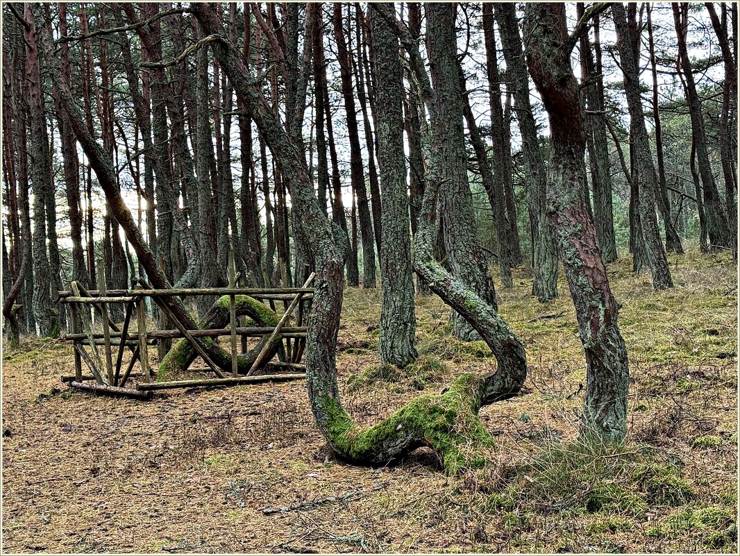 Сосны Танцующего леса. - Валерия Комова Сосны Танцующего леса. - Валерия Комова