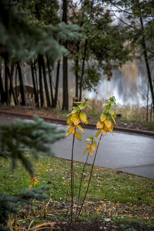 Маленькие радости поздней осени... - Bosanat Маленькие радости поздней осени... - Bosanat