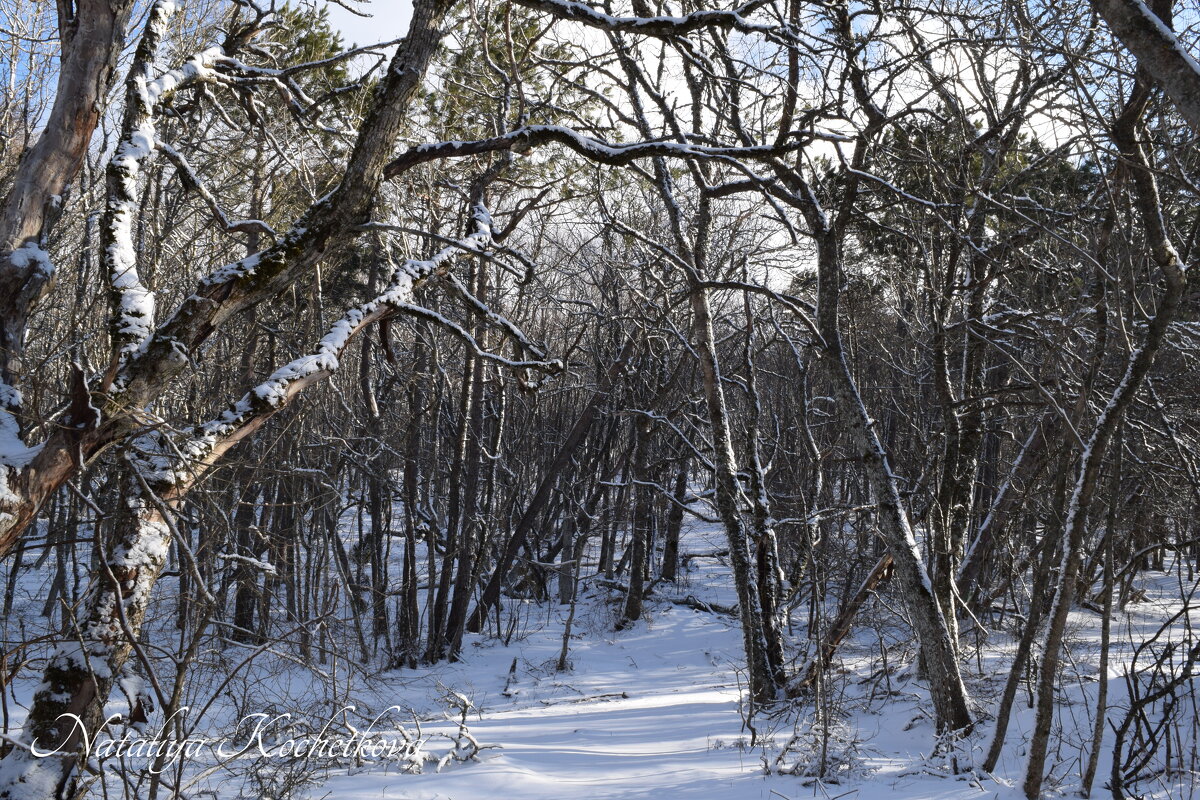 Природа Крыма - Amazing Cosmea