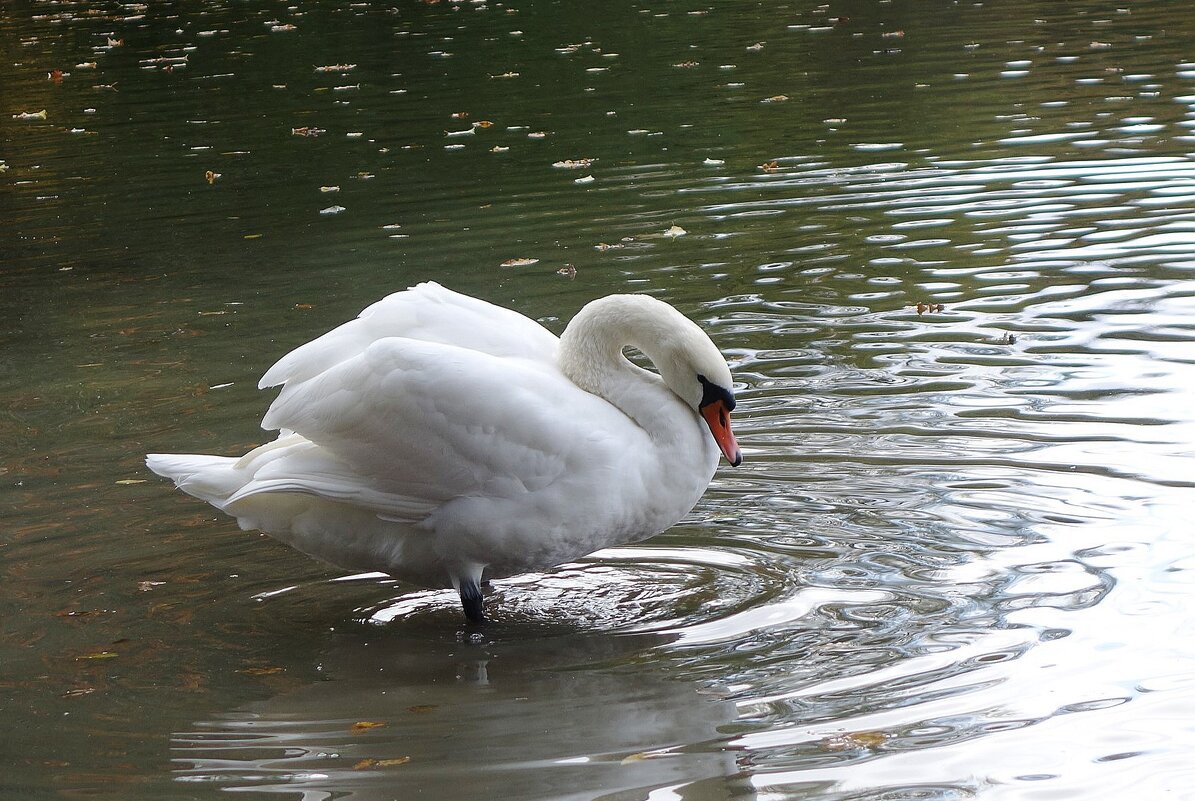 Лебеди на озере - Рита Симонова