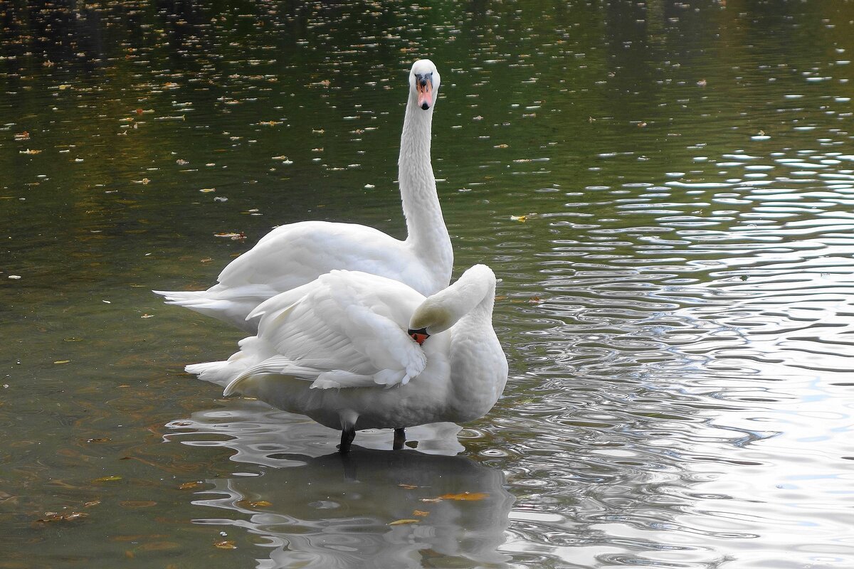 Лебеди на озере - Рита Симонова