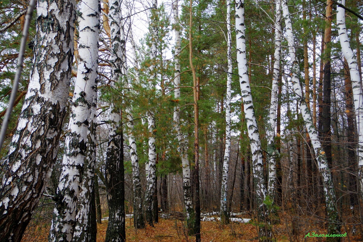 На осенних прогулках... - Андрей Заломленков