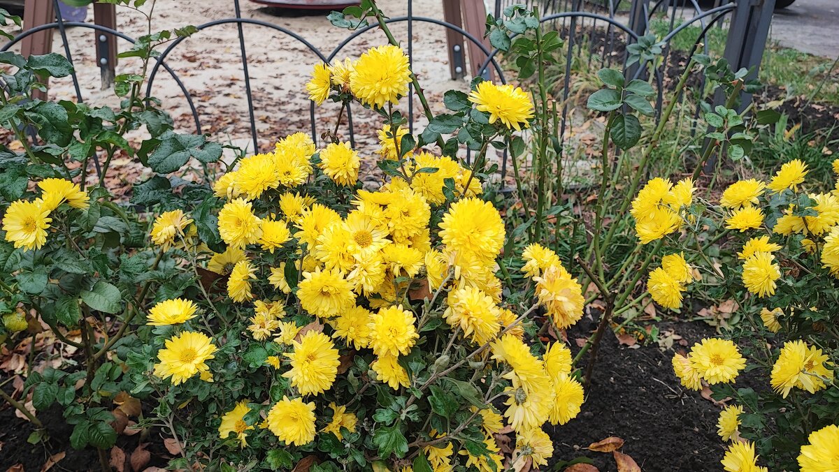 ,,, - Сергей Тимоновский