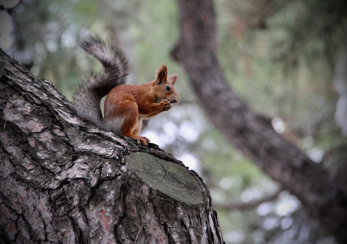 Вкусняшка в надежных лапках! - Любовь 