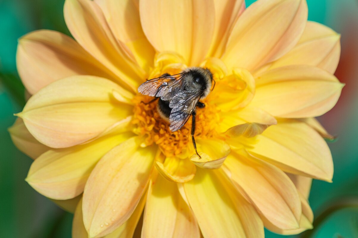 *** - Виктор Иванович Чернюк