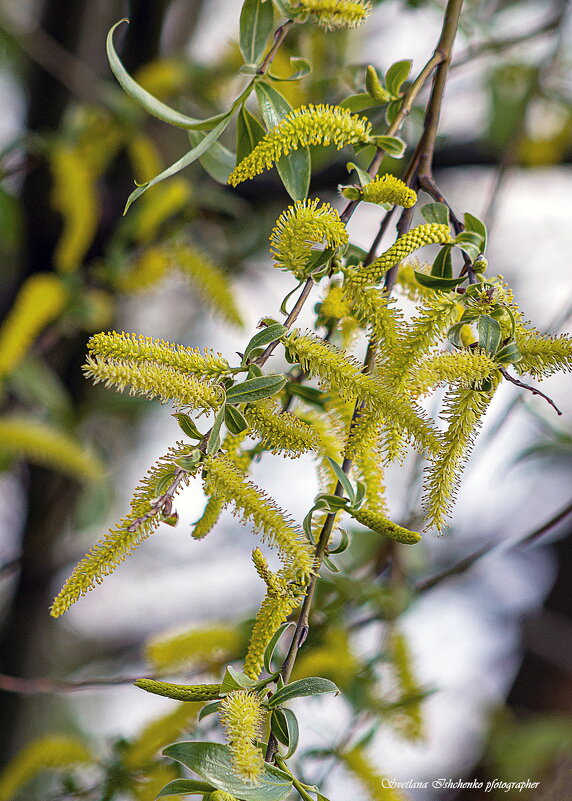 Серёжки ивы - Светлана Ищенко