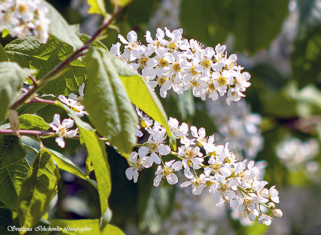 Цветущая черёмуха - Светлана Ищенко