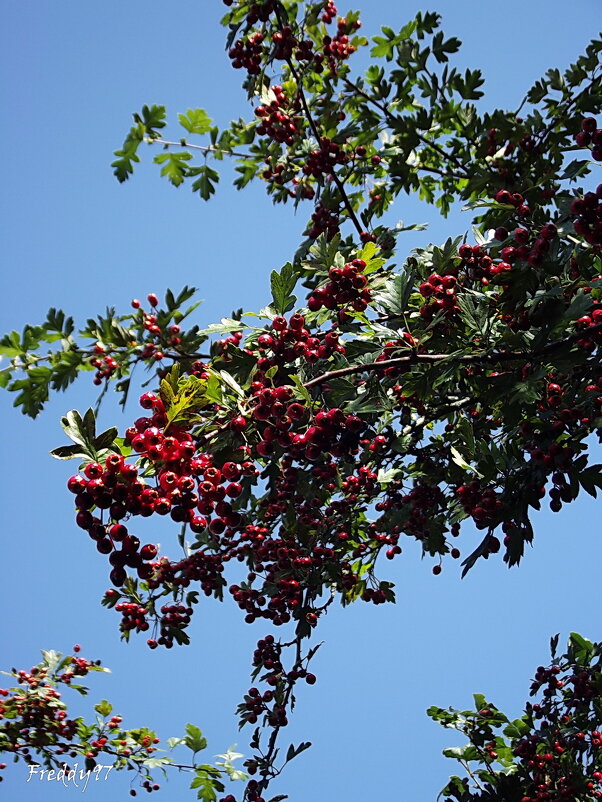 Боярышник - Freddy 97
