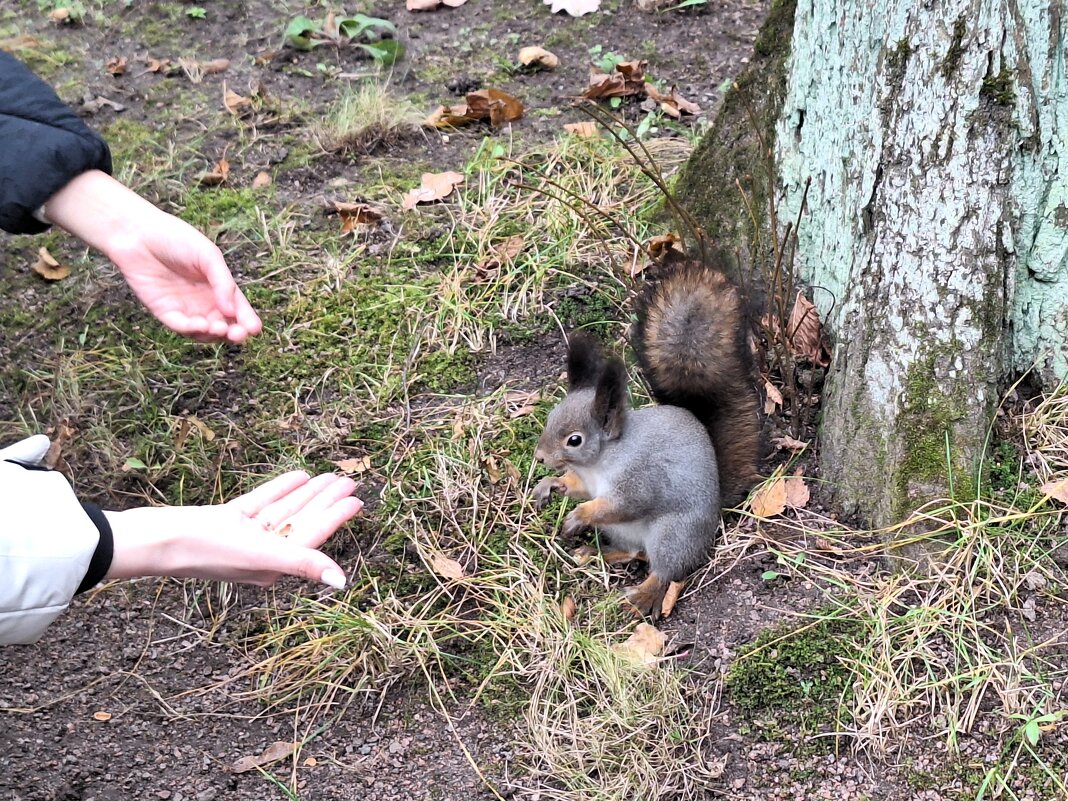 Закормили - Наталья 