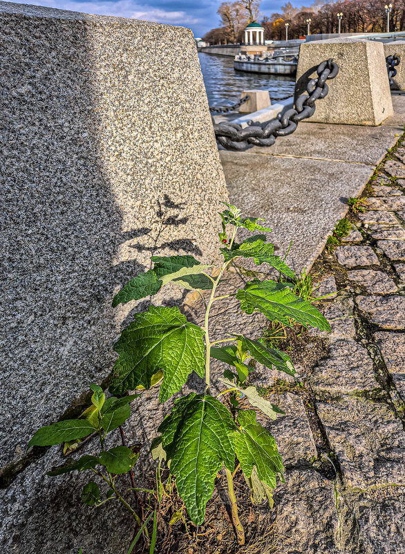 Поросль - Eugene *