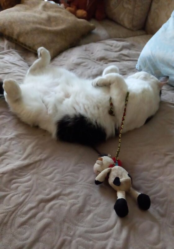 Вот так мы спим и обязательно с игрушкой - Татьяна Р 