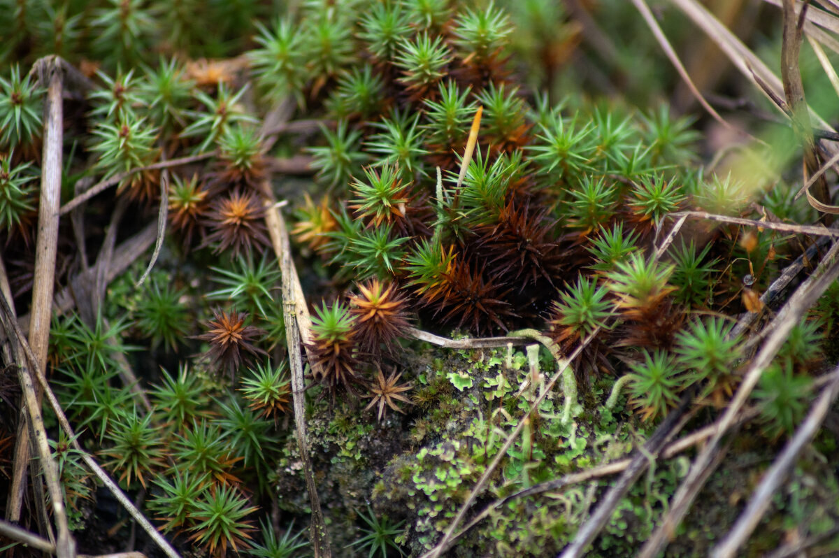 Маленький лес - sorovey Sol