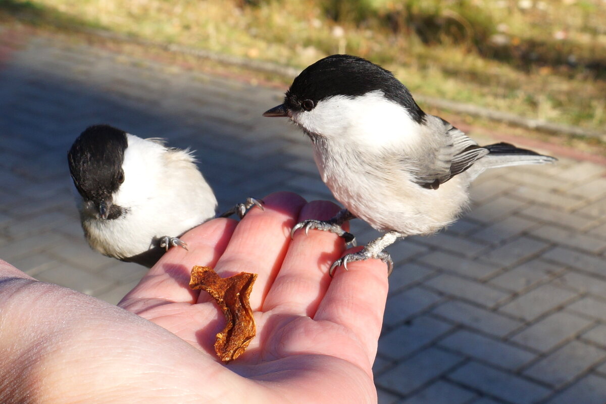 Угощайтесь ! - Нэлли Обертынская