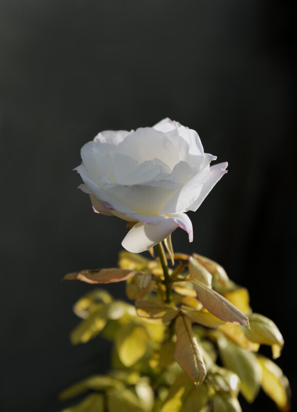 Любовь сильнее времени... - Валерий Басыров