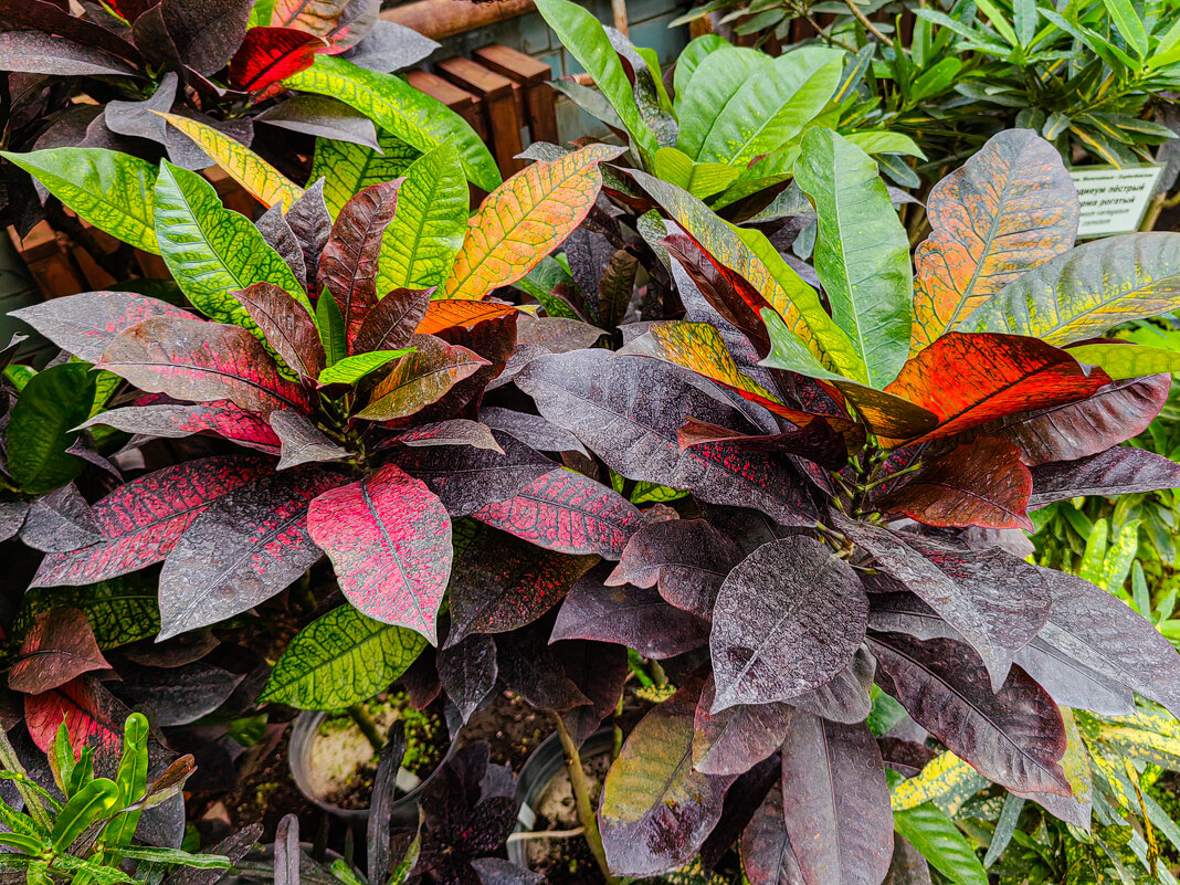 Яркие краски - Grishkov S.M.
