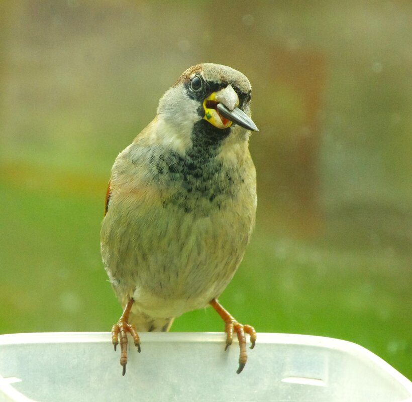 Во всей красе :) - Юрий Куликов