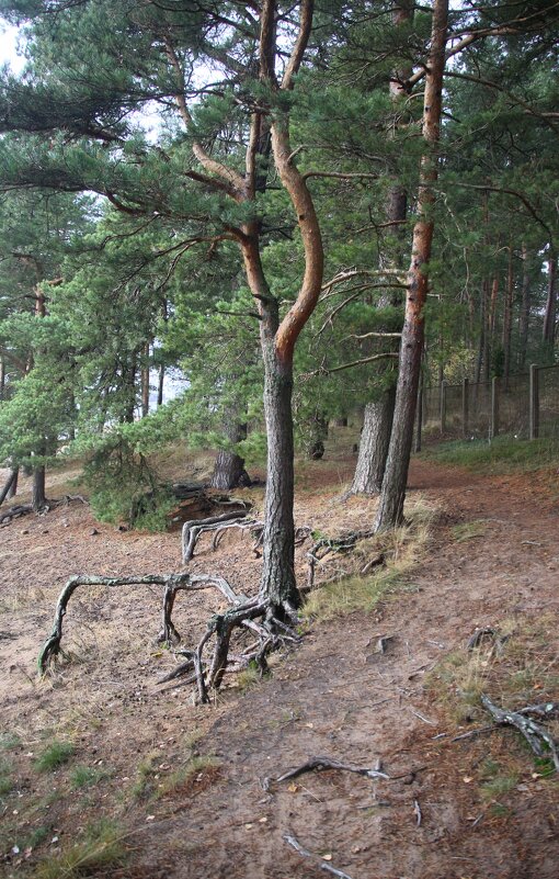 Репино - Наталья Герасимова