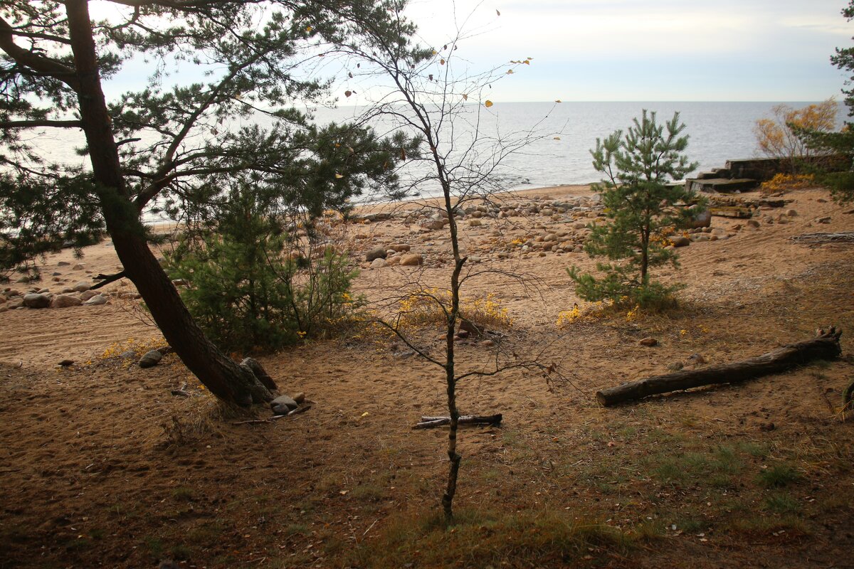 Репино - Наталья Герасимова