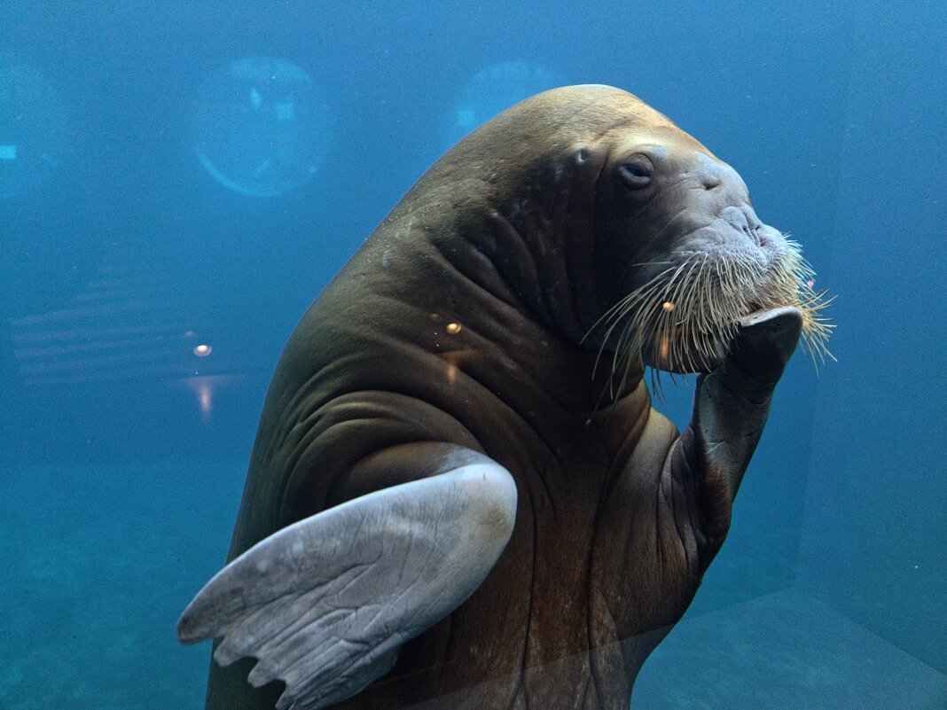 Морж - <<< Наташа >>> Морж - <<< Наташа >>>