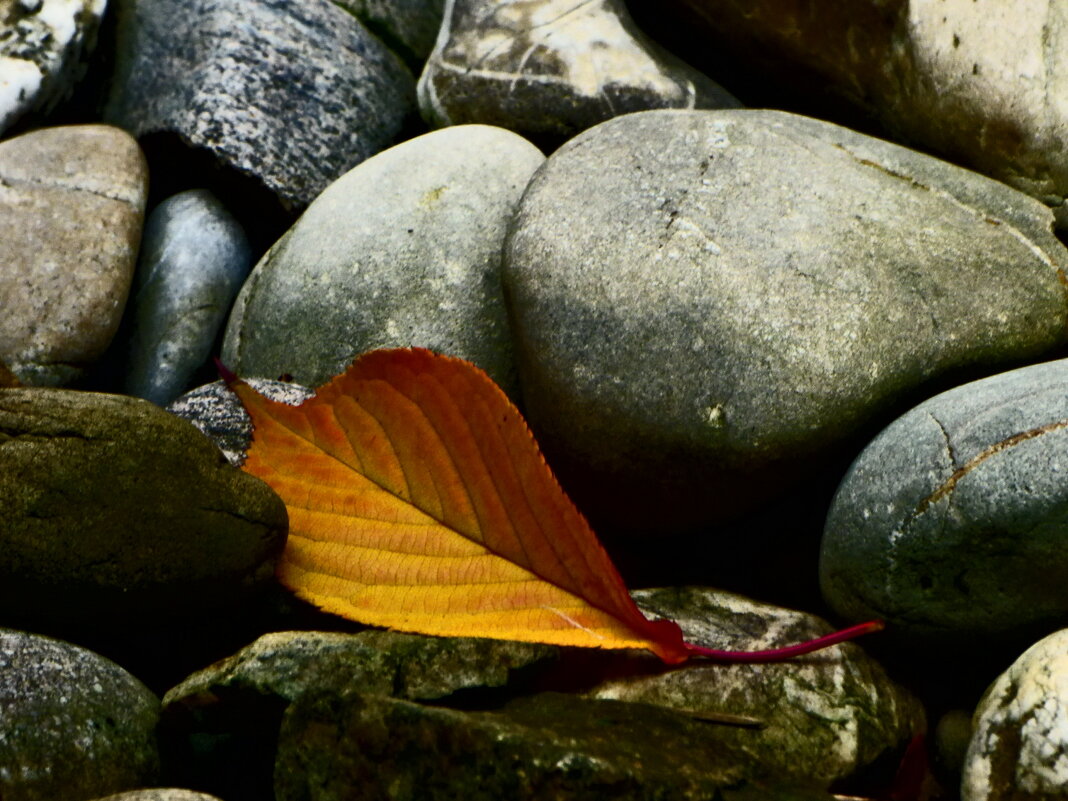 Осень 48 - Алексей Кузнецов