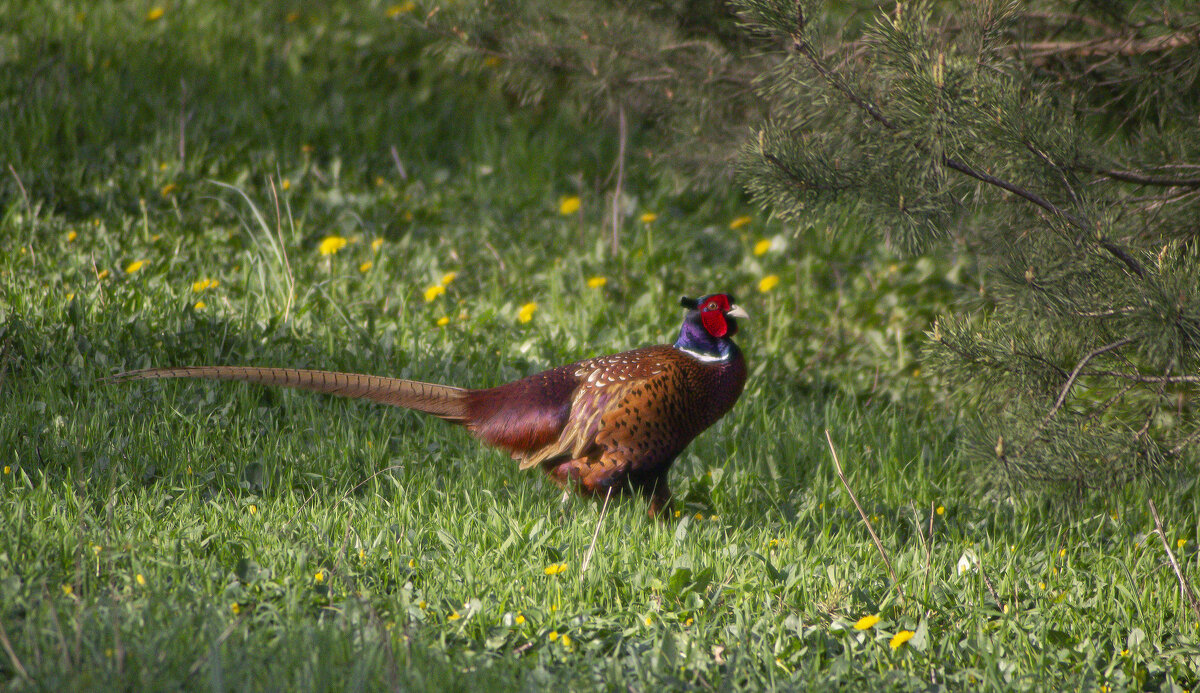 Фазан. - Александр Фазан. - Александр