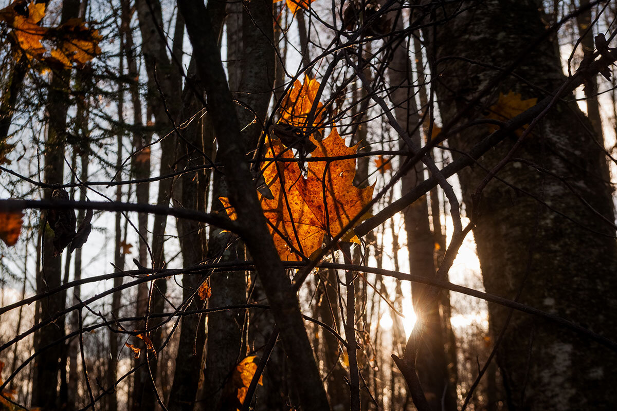 Нежимся под лучами осеннего солнышка - Светлана Никитина