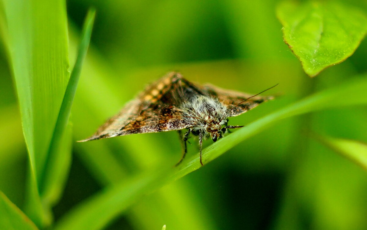 опять про бабочек...21 - Александр Прокудин опять про бабочек...21 - Александр Прокудин
