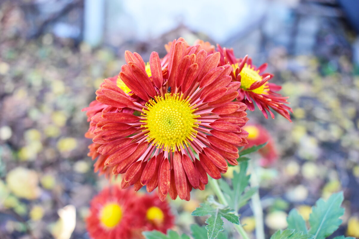 Ноябрьские цветы - Константин Штарк