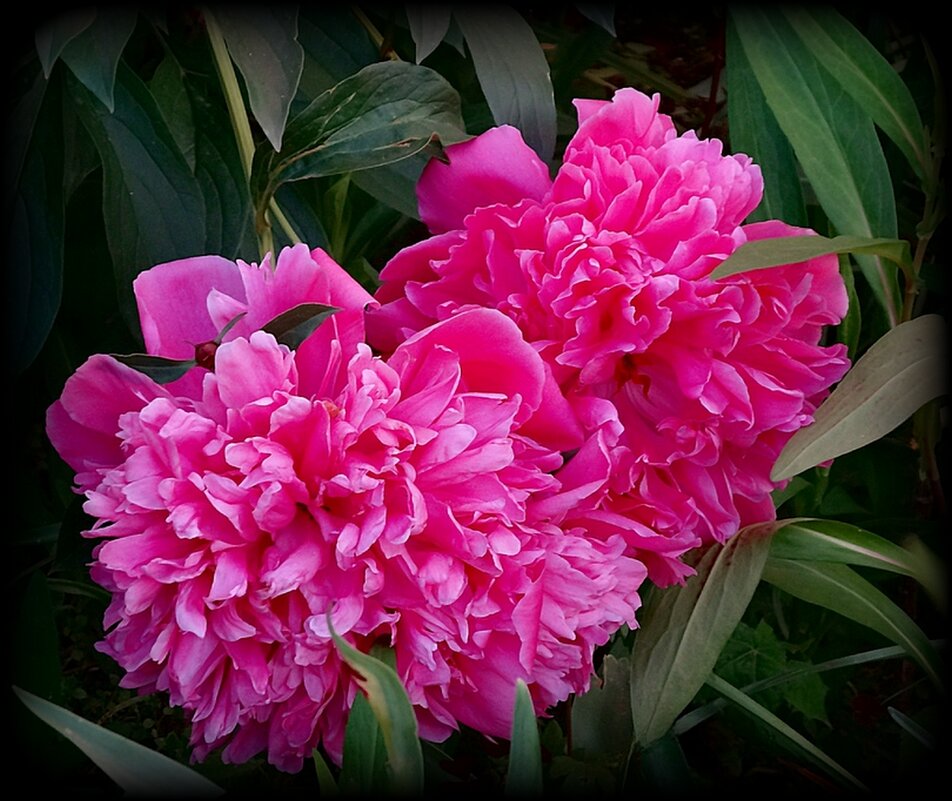 Пионы - Натала ***