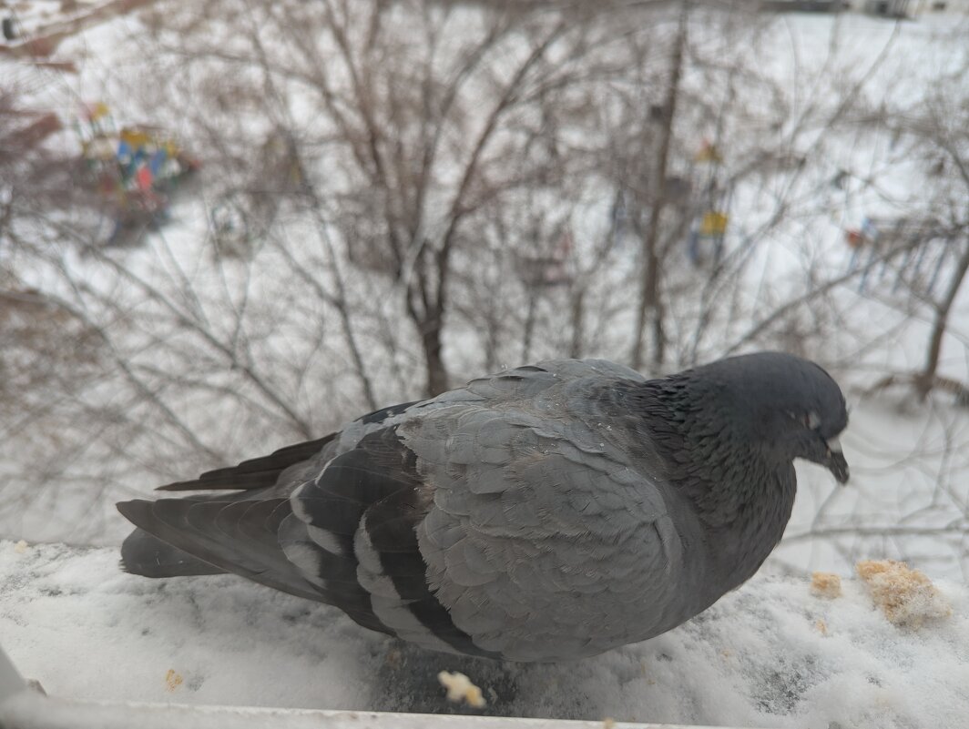 Голубок прилетел... - Андрей Хлопонин