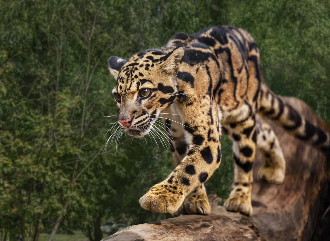 Дымчатый леопард - SanSan 