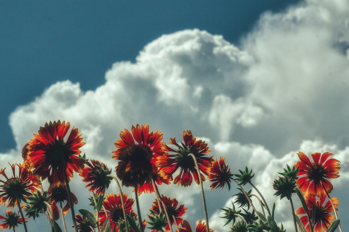 Цветы жизни - Сергей В Цветы жизни - Сергей В