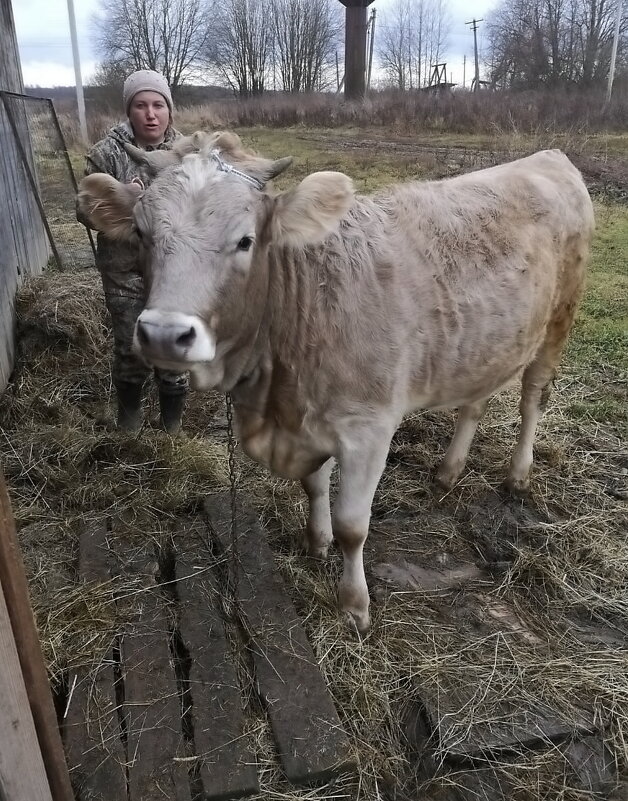 Встреча с бычком - Ольга Довженко