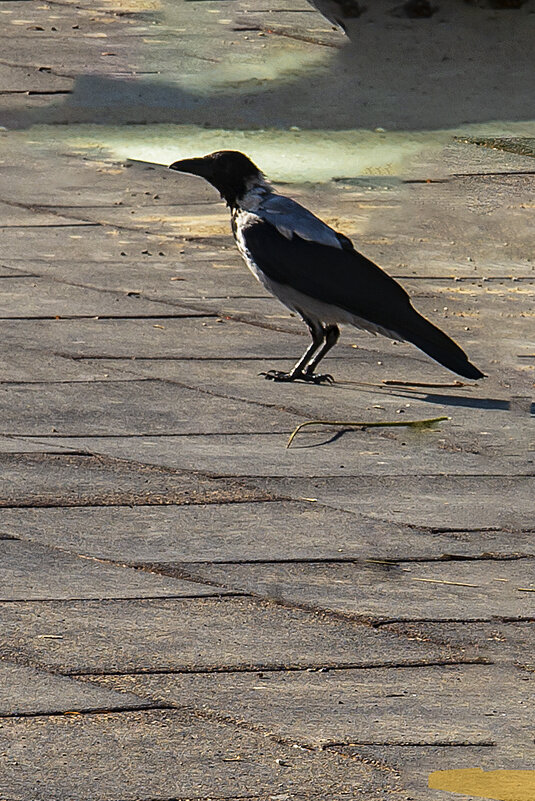Ворона - Анатолий Чикчирный