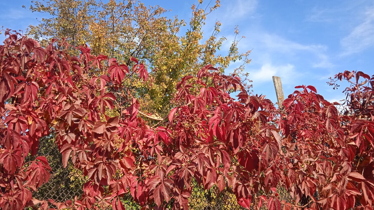 прекрасный октябрь - Елена Шаламова