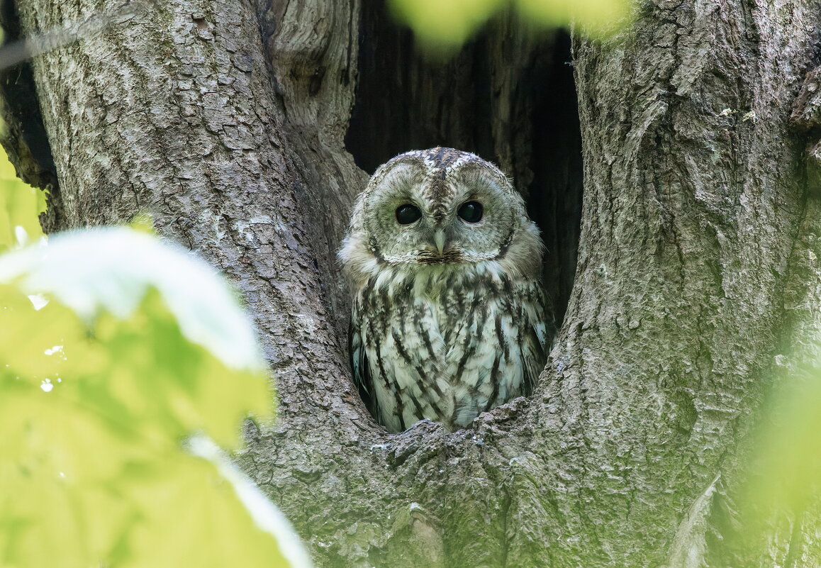 серая неясыть.молодая. - юрий макаров