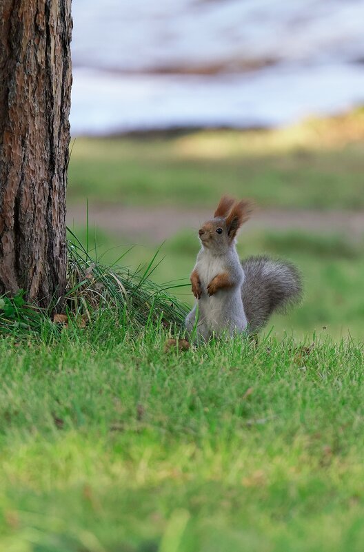 Беличья осень - Вячеслав Алтай