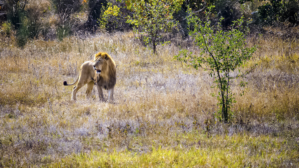 Даже царям надо оглядываться - Alexandеr P