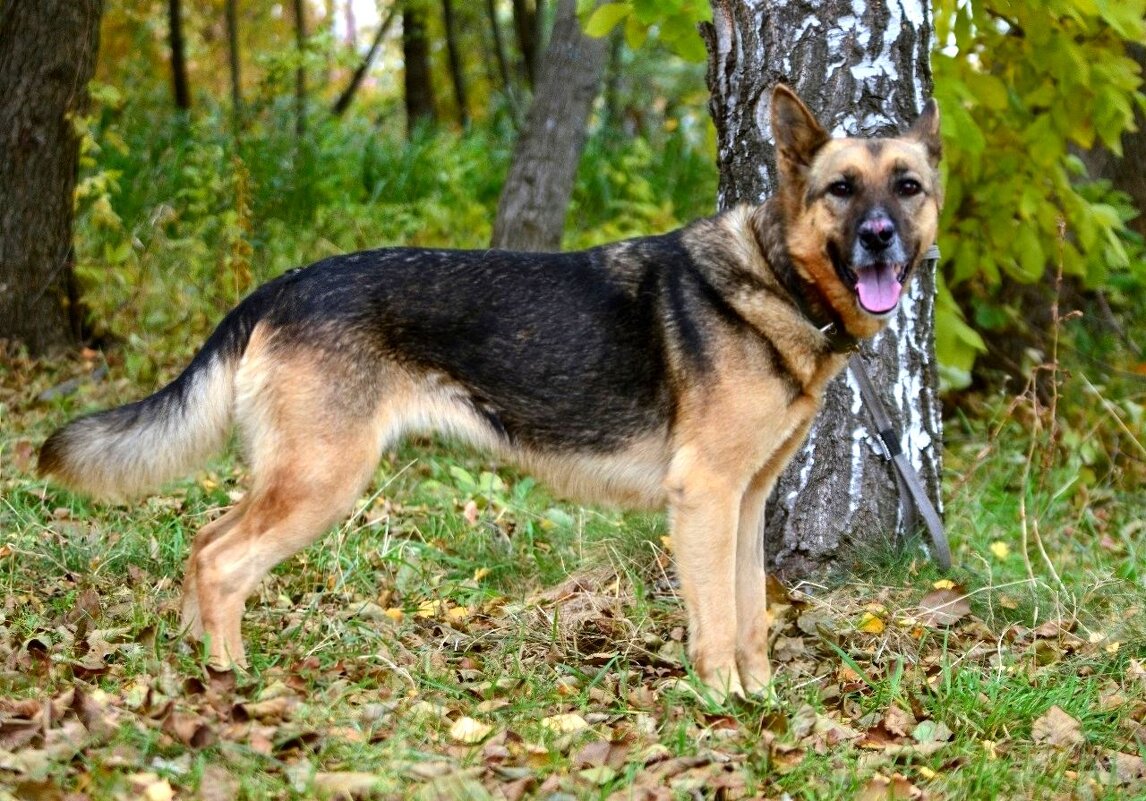 *** - Андрей Л. В.