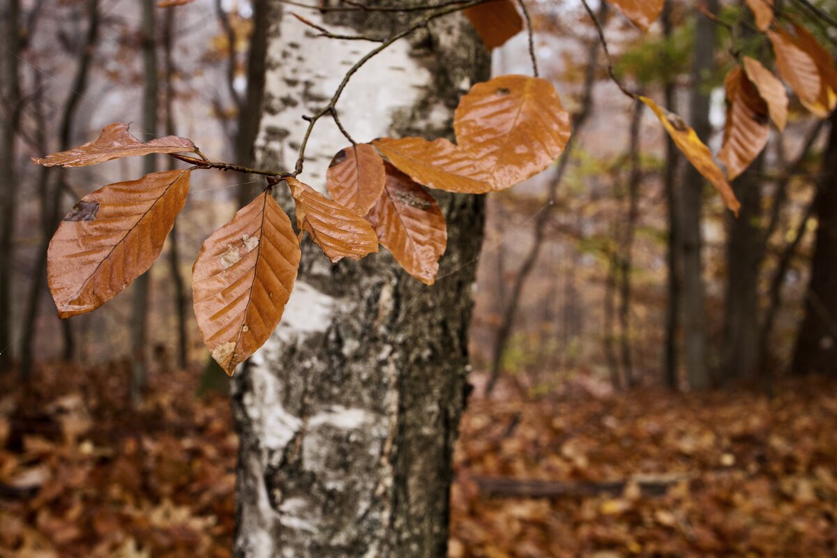 Березовый лист. - Lucy Schneider 