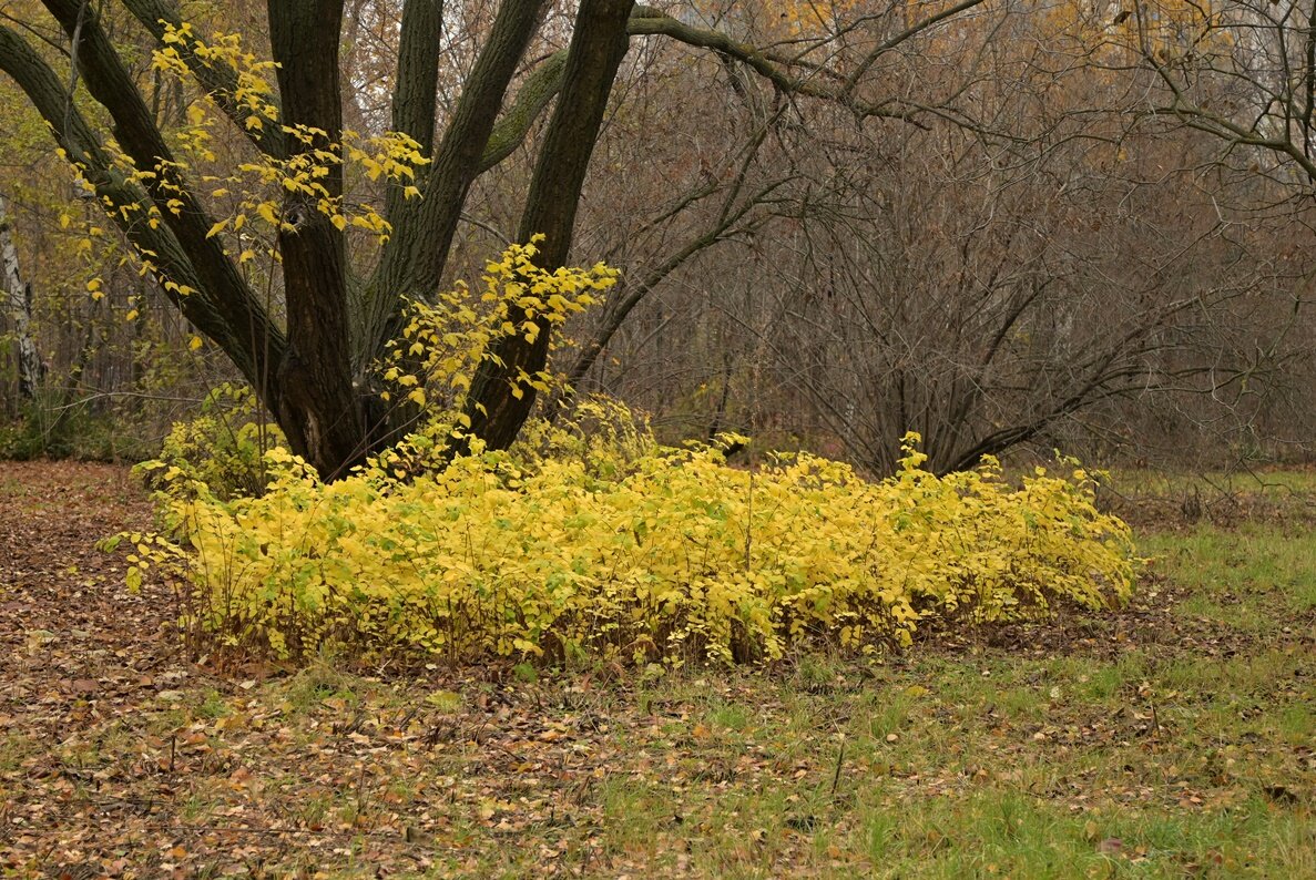 Осень "хороводит"... - Алекс Б-в